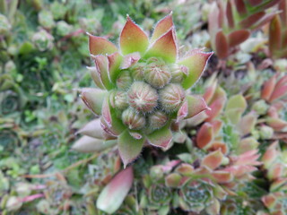 pink cactus flower