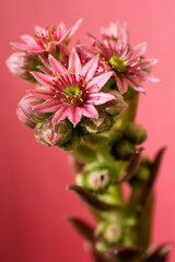 Hauswurzen in Blüte