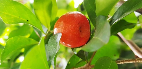 star apple