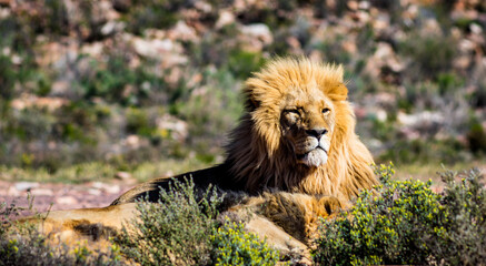 Majestätischer Löwe in der Wildnis  © Robert Lebelt 