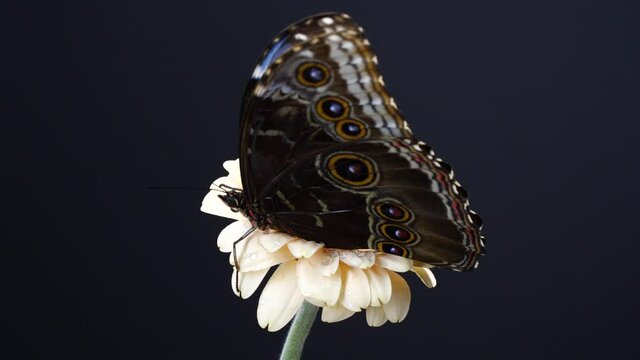 Slow motion of beautiful blue silk morpho butterfly opening wings on a daisy flower on black background with copy space	