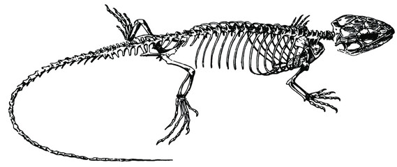 Skelett der Zauneidechse