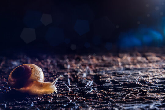 Imagem colorida de casal de caramujos sobre superf&iacute;cie de madeira &uacute;mida. Com bokeh azulado.
