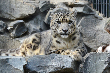 Snow leopard at the zoo in summer