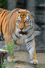 Tiger walking in the aviary at the zoo