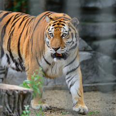 Fototapeta na wymiar Tiger walking in the aviary at the zoo
