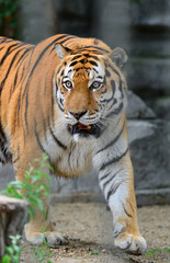 Tiger walking in the aviary at the zoo