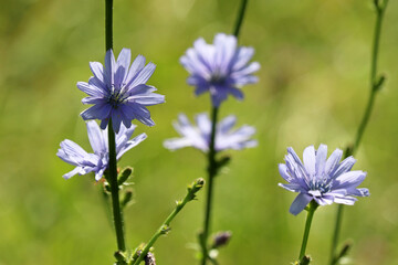 Blue chicory flowers in sunlight on a meadow, healing plant. Blooming chicory in summer