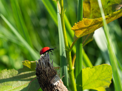 Rynnica topolowa Chrysomela populi na łące