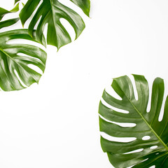 Fototapeta na wymiar Natural green fresh monstera leaves border frame on white abstract background isolated. Room for text. Tropical summer concept.