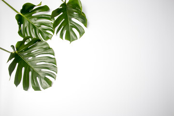 Natural green fresh monstera leaves border frame on white abstract background isolated. Room for text. Tropical summer concept.