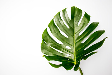 Natural green fresh monstera leaves border frame on white abstract background isolated. Room for...