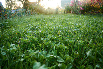 Morning dew on grass and green clover with soft green background bokeh, dew drops on the grass and clover visible