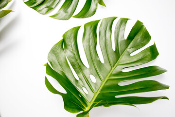 Natural green fresh monstera leaves border frame on white abstract background isolated. Room for text. Tropical summer concept.