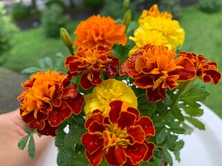 Marigold, many, many colors, yellow, orange, red, many species Planted together, the roots are...