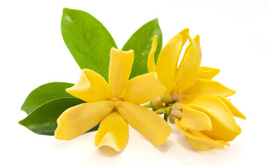 Magnolia champaca flower isolated on white background