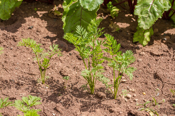 Carrot plant in garden growing on dry ground