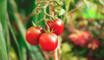 Fresh tomatoes on a branch