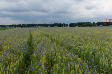cornflower field and dark clouds