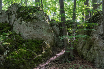 widok na skały i drzewa © Mariusz Sowula