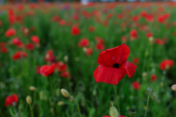 poppy field in Ukraine