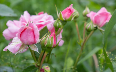 Pink garden rose buds close up. High quality photo