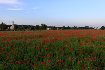 Obraz premium poppy field in Ukraine