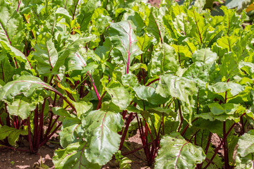 Beetroot growing in a garden