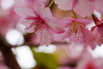河津桜の花のクローズアップ