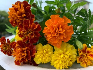 Marigold, many, many colors, yellow, orange, red, many species Planted together, the roots are tangled clearly. On a white plate beside the green petiole terrace