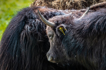 Herdentier © Olaf Schlenger