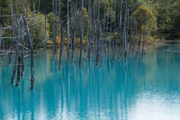 木々を映す夏の青い池　美瑛町

