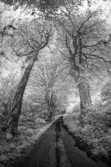 Infrared woodland in black and white cornwall uk 