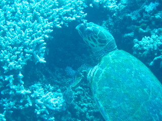 Obraz premium Unterwasserwelt