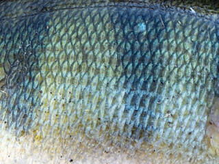 texture, colour and pattern of the scales of a fish, close up of perch