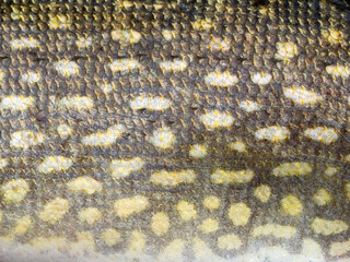 texture coloring and pattern of pike scales