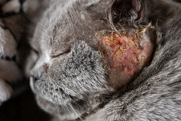 Large wound on the cheek of a british shorthair male cat side view close up. The wound was...