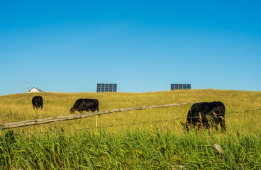 Black Angus cows in field with solar panels in the distance