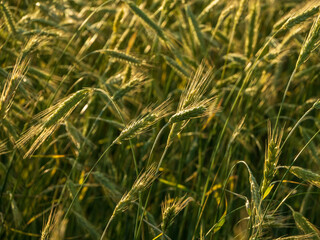 Fields of rye on an early summer morning
