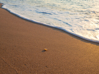 a lone shell on the seashore and a wave