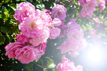 Pink climbing roses in the garden.