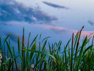 grass and water, with reflections of sunset