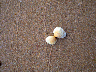 shells on the sand