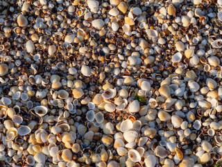pebble stones and shells background