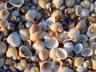sea shells background