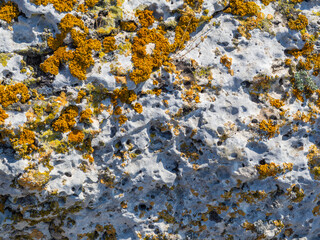lichen on rock background