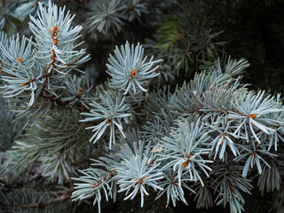 close up of blue pine needles