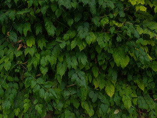 green leaves background