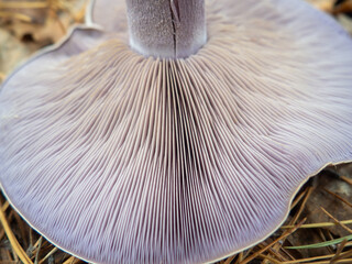 spore plates of the fungus texrure