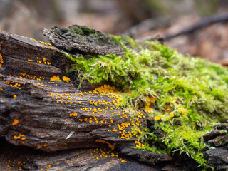 myxomycetes  on dead tree